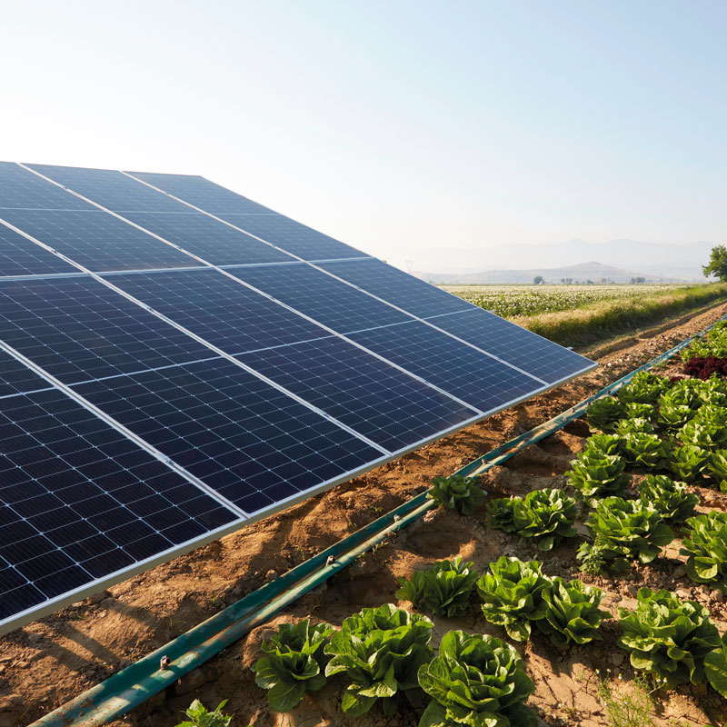 Agricultural solar array